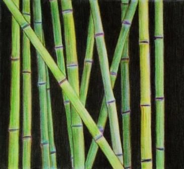Farbstiftzeichnung grüne blätterlose Bambusrohre