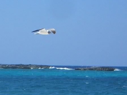 Fliegende Möwe über dem Meer - Foto von Bahamas 