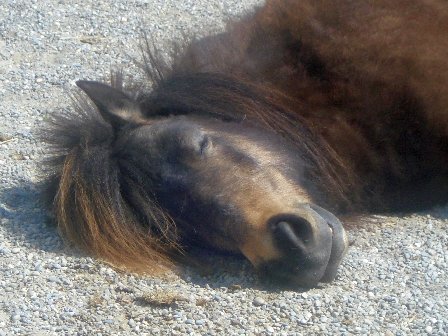 Shetland Pony April flach am Boden liegend
