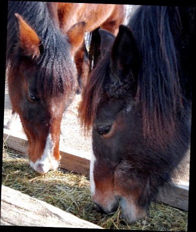 Pferd Patty & Pony Nuschel fressen gemeinsam