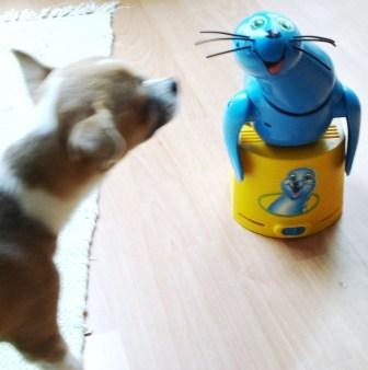 Chihuahua Flo und Spielzeug-Seehund 
