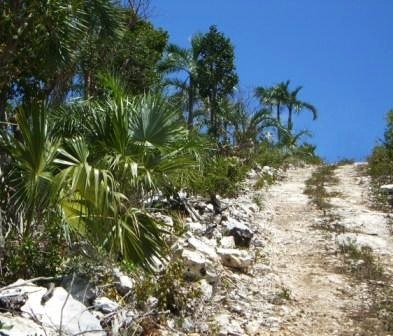 Foto Palmen am Rand eines steinigen Weges auf Bahamas